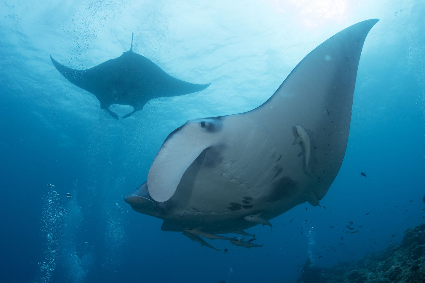 THE STORY OF THE UNDERWATER PHOTOGRAPHER